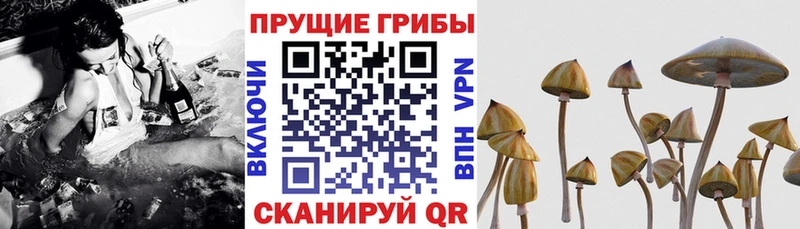 Купить  Палласовка  Псилоцибиновые грибы GOLDEN TEACHER 